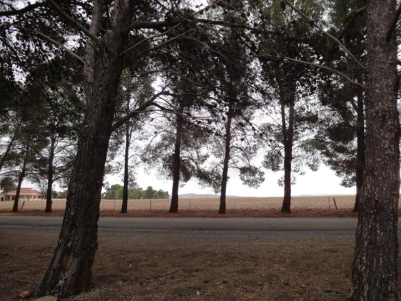 Lots 7 and 8 Lincoln Avenue, Spalding SA 5454