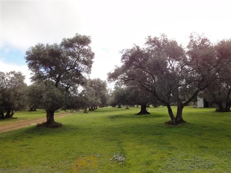 “Mungcowie” Mungcowie Road, Spalding SA 5454