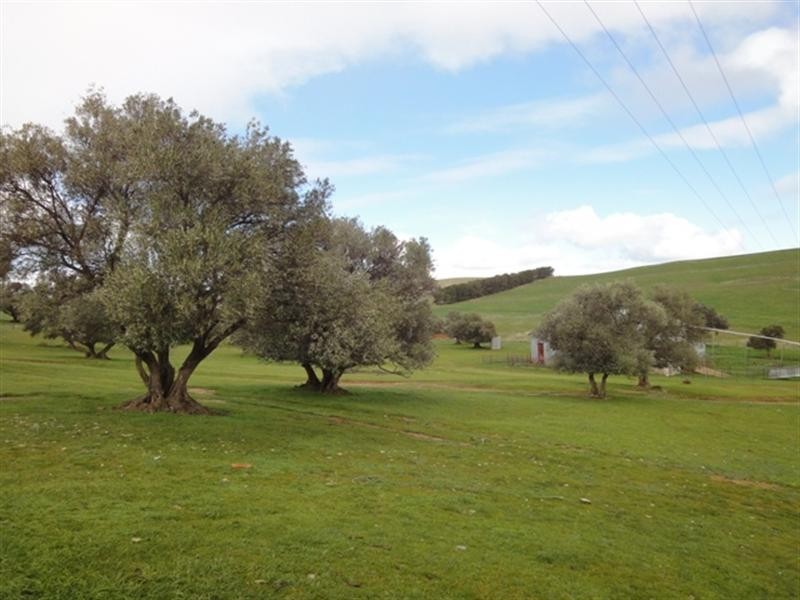 “Mungcowie” Mungcowie Road, Spalding SA 5454