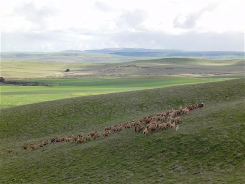 “Mungcowie” Mungcowie Road, Spalding SA 5454