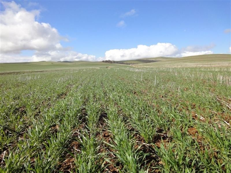 “Mungcowie” Mungcowie Road, Spalding SA 5454