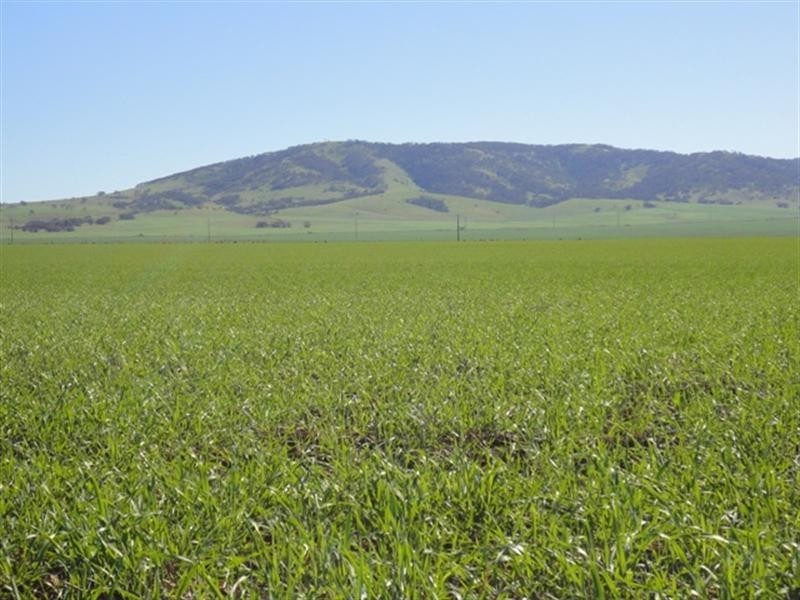 3 Lots “Baldina”, South Hummocks SA 5550