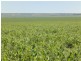 3 Lots “Baldina”, South Hummocks SA 5550