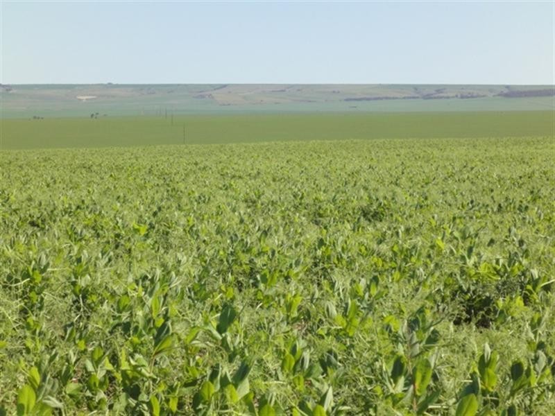 3 Lots “Baldina”, South Hummocks SA 5550