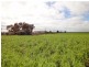 3 Lots “Baldina”, South Hummocks SA 5550