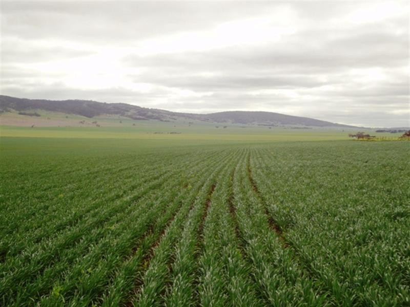 3 Lots “Baldina”, South Hummocks SA 5550