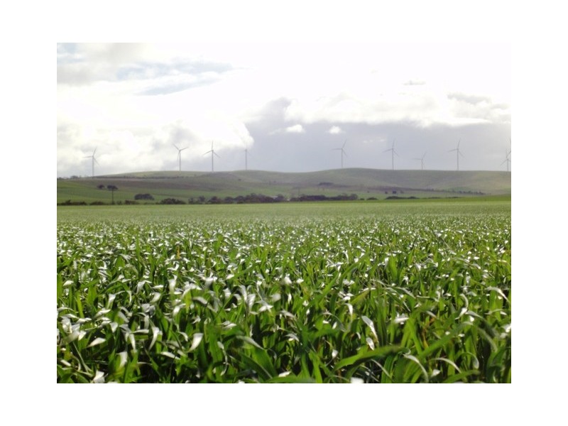 “Kriegfields” Shadwell Gap Road, Snowtown SA 5520