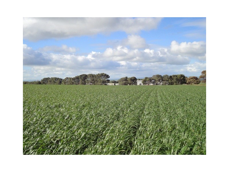 “Kriegfields” Shadwell Gap Road, Snowtown SA 5520