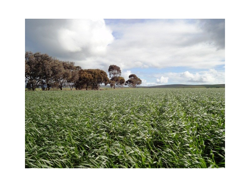 “Kriegfields” Shadwell Gap Road, Snowtown SA 5520