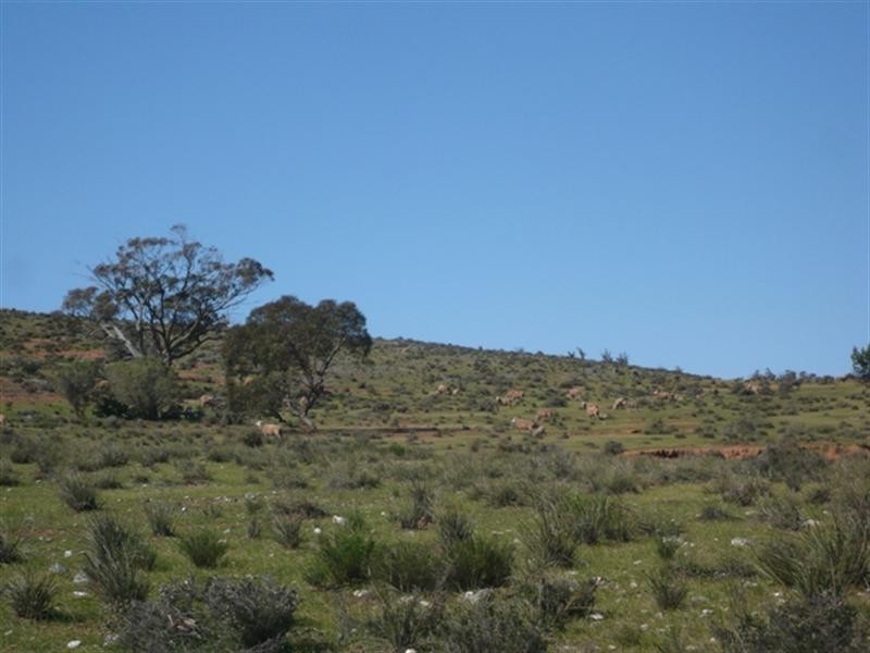 “Pohlners” and “Lily Whytes”, Mount Bryan East SA 5419