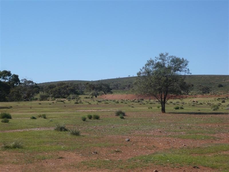 “Pohlners” and “Lily Whytes”, Mount Bryan East SA 5419
