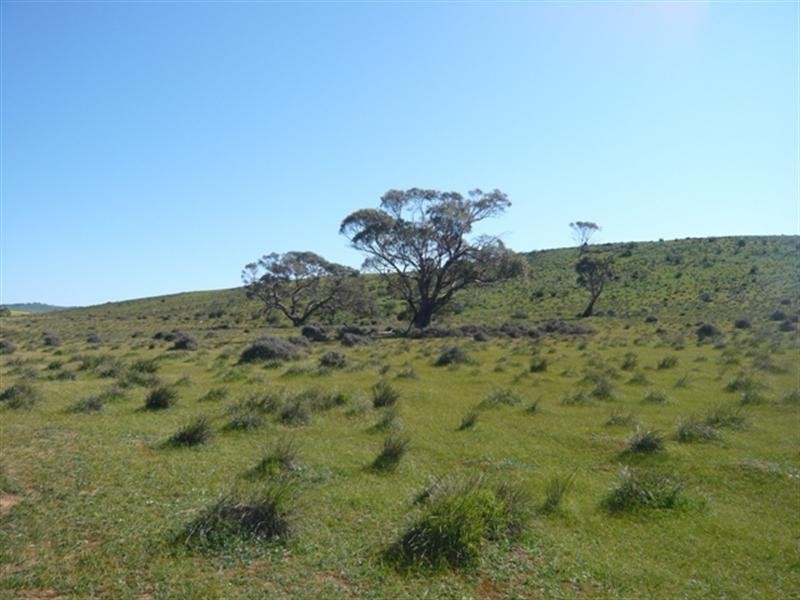 “Pohlners” and “Lily Whytes”, Mount Bryan East SA 5419