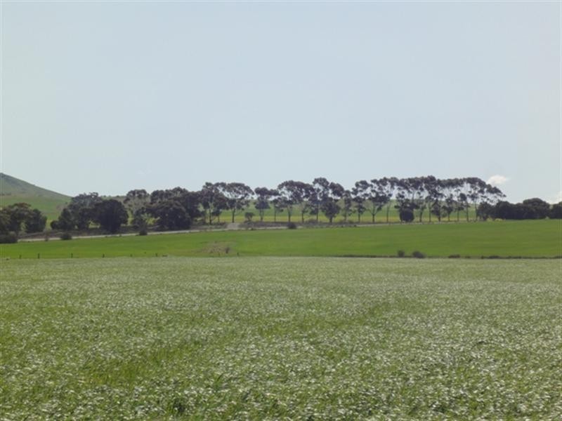 ”The Ridge” Barrier Highway, Manoora SA 5414