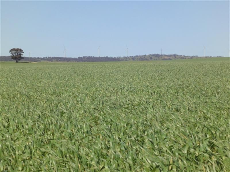 ”The Ridge” Barrier Highway, Manoora SA 5414