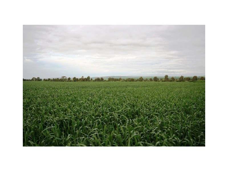 “Bancona” Whitings North Road, Barunga Gap SA 5520