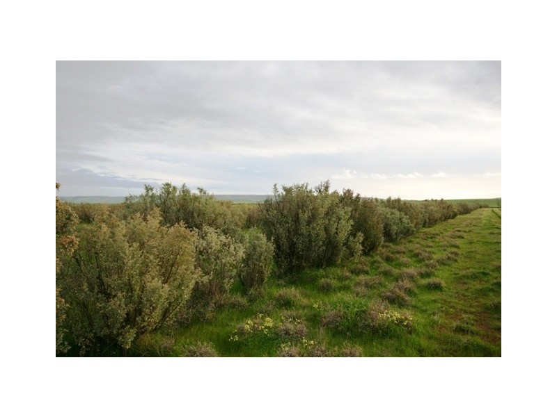 “Bancona” Whitings North Road, Barunga Gap SA 5520