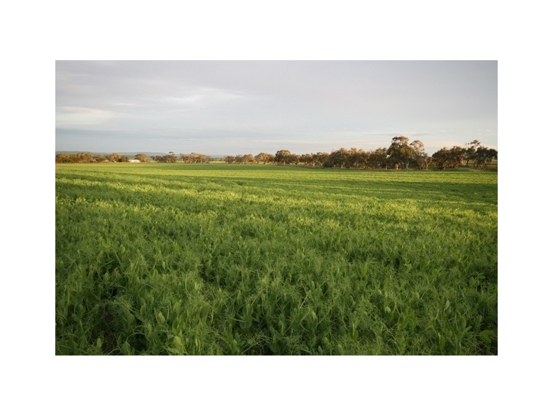 “Bancona” Whitings North Road, Barunga Gap SA 5520
