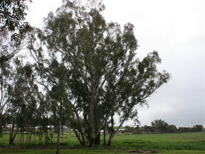 Lot 3 Main North Road, Clare SA 5453