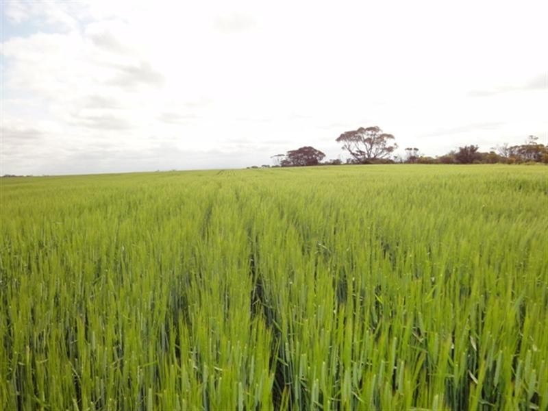 “Mildes” Atkinsons Road North, Blyth SA 5462