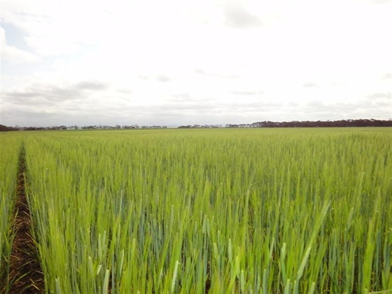 “Mildes” Atkinsons Road North, Blyth SA 5462