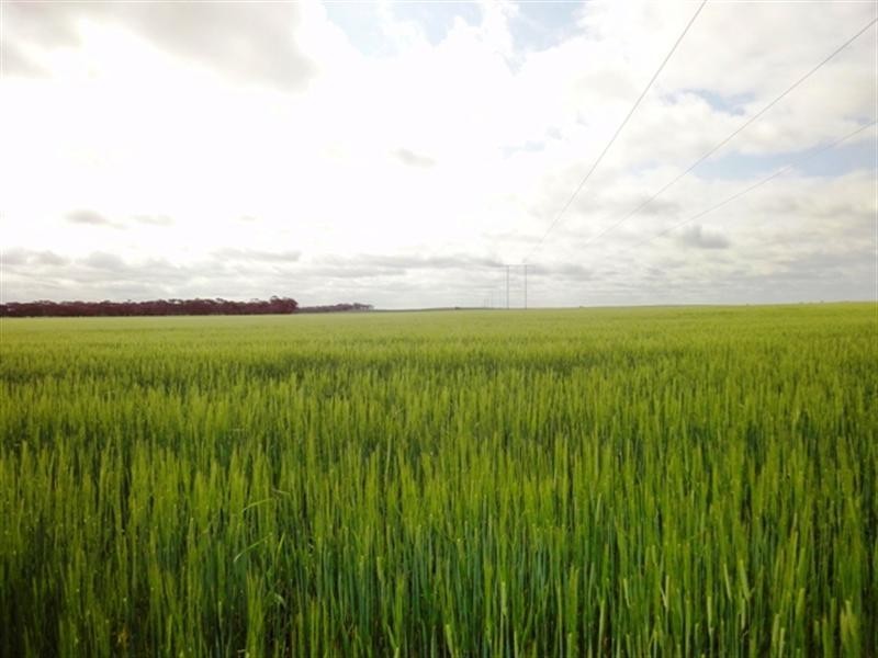 “Mildes” Atkinsons Road North, Blyth SA 5462