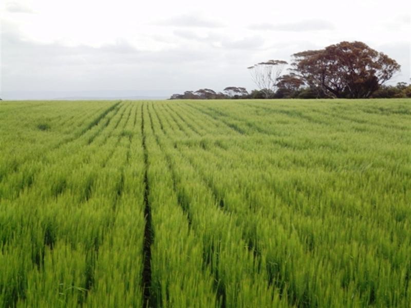 “Mildes” Atkinsons Road North, Blyth SA 5462