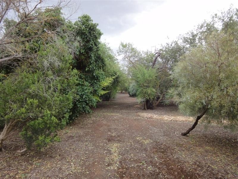 Lot 517 Lindsay Park Road, Moculta SA 5353