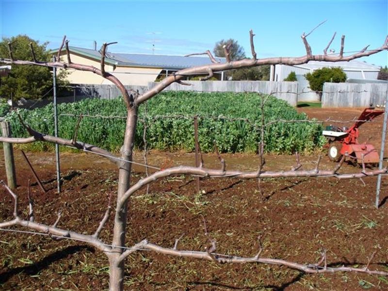 Lot 1 West Street, Auburn SA 5451