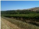 Various lots 4 Vineyards, Clare SA 5453