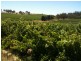 Various lots 4 Vineyards, Clare SA 5453