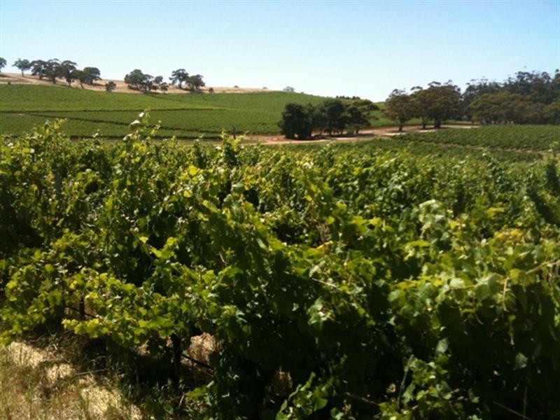 Various lots 4 Vineyards, Clare SA 5453