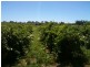 Various lots 4 Vineyards, Clare SA 5453