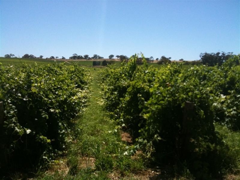Various lots 4 Vineyards, Clare SA 5453