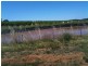 Various lots 4 Vineyards, Clare SA 5453