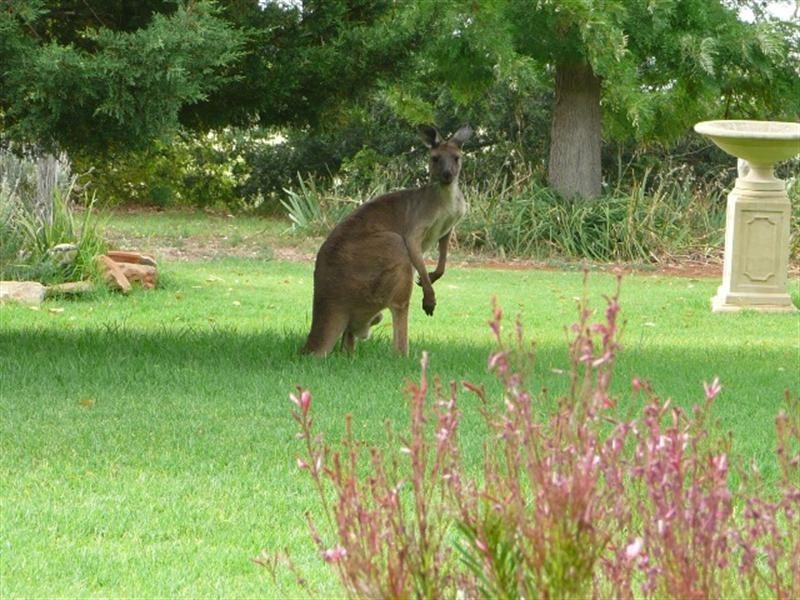 Lot 51 Great Northern Road, Watervale SA 5452