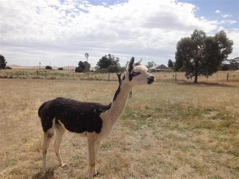 5 Lots on East Terrace, Hallett SA 5419