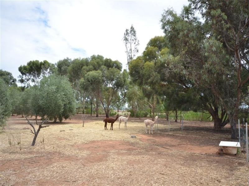 17 Glynn Street, Riverton SA 5412