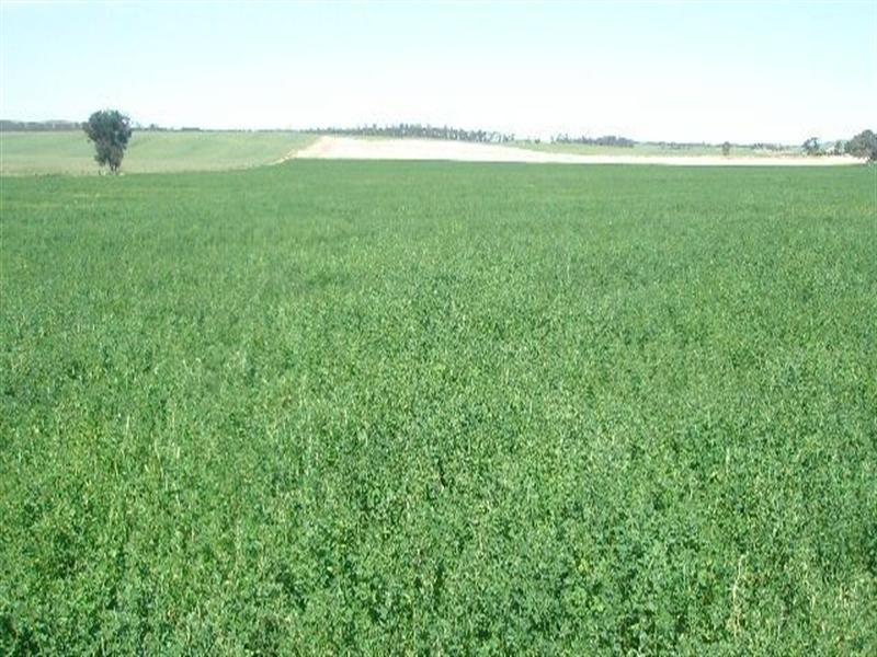 Leighton Downs Hogan Road, Leighton SA 5417