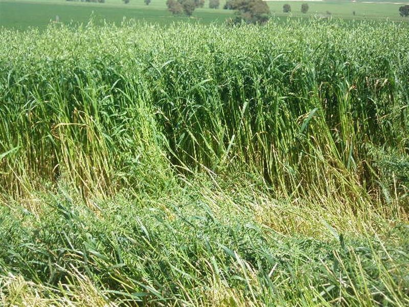 Leighton Downs Hogan Road, Leighton SA 5417