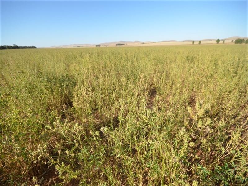 Leighton Downs Hogan Road, Leighton SA 5417