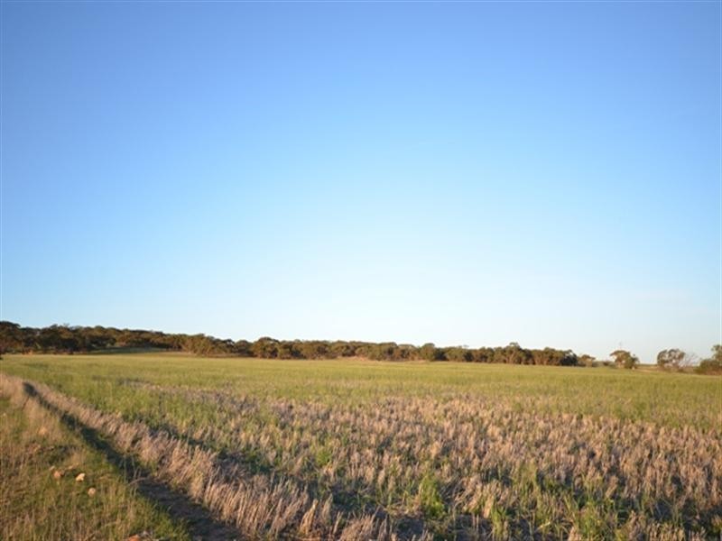 “Pine Hill” Koo-owie Gap Road, Robertstown SA 5381