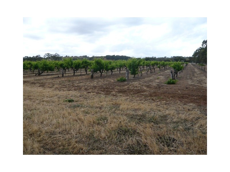 Lot 12 Crennis Mines Road, Angaston SA 5353