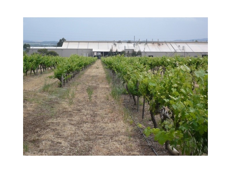 Lot 12 Crennis Mines Road, Angaston SA 5353