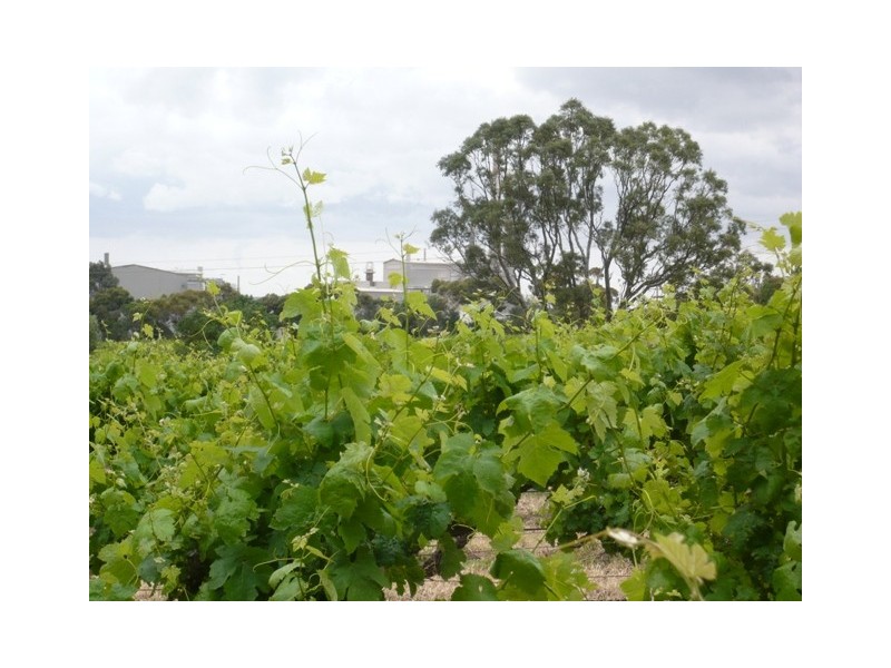 Lot 12 Crennis Mines Road, Angaston SA 5353