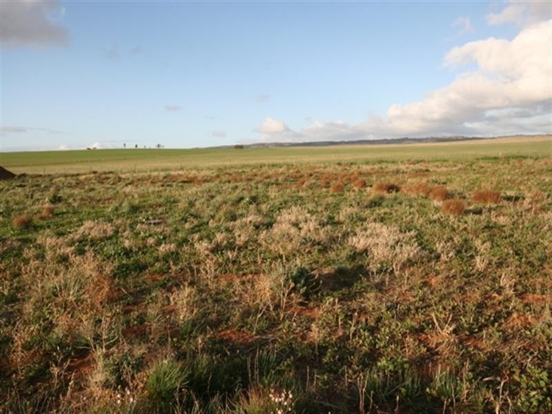 Lot 26 Cook Avenue, Blyth SA 5462