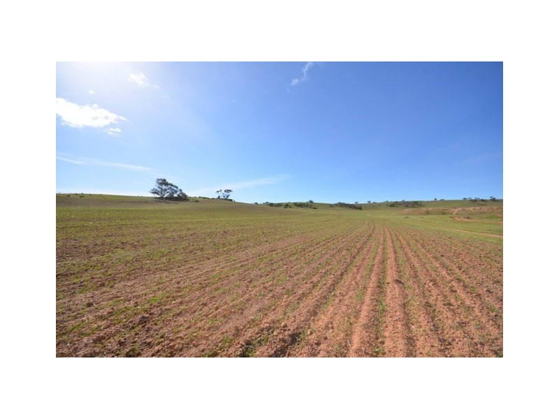 . “Heinrich’s”, Robertstown SA 5381