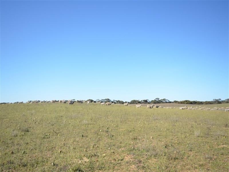 “Harry’s” Jeffries Road, Wanbi SA 5310