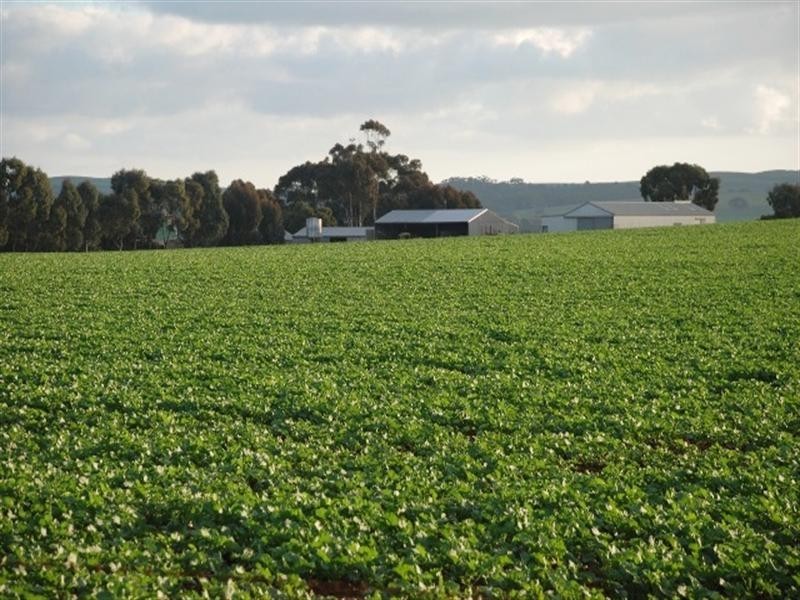 “Dullingari” Road 137, Farrell Flat SA 5416