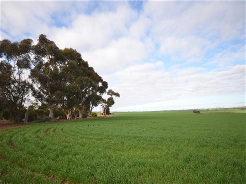 “Dullingari” Road 137, Farrell Flat SA 5416
