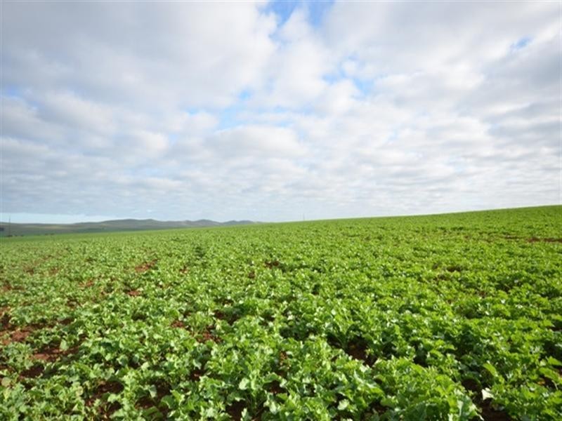 “Dullingari” Road 137, Farrell Flat SA 5416